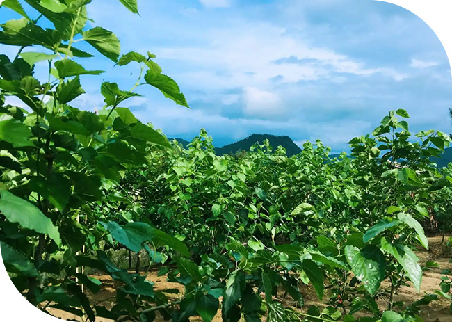 全程溯源管理